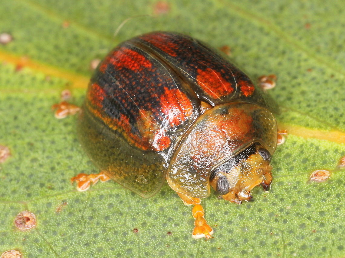Paropsisterna vittata A scarce beetle.  It is also known from Tasmania which is a brighter specimen than the alpine Victorian ones.<br />
The red markings occur in green or yellow, showing its relationship with Paropsisterna selmani  (Tasmania) and also P. hectica and P. nobilitata.    <a href="https://sites.google.com/site/paropsisternanobilitata/paropsisterna-pss-12" rel="nofollow">https://sites.google.com/site/paropsisternanobilitata/paropsisterna-pss-12</a>  Australia,Geotagged,Paropsisterna,Paropsisterna vittata,Spring