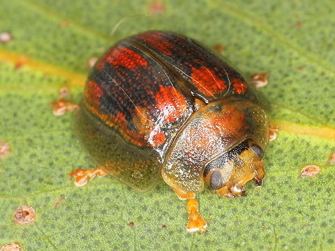 Paropsisterna vittata A scarce beetle.  It is also known from Tasmania which is a brighter specimen than the alpine Victorian ones.
The red markings occur in green or yellow, showing its relationship with Paropsisterna selmani  (Tasmania) and also P. hectica and P. nobilitata.    https://sites.google.com/site/paropsisternanobilitata/paropsisterna-pss-12  Australia,Geotagged,Paropsisterna,Paropsisterna vittata,Spring