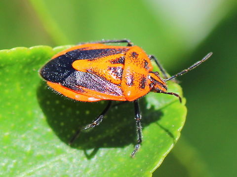 Agonoscelis rutila  Agonoscelis rutila,Australia,Fall,Geotagged,Horehound Bug