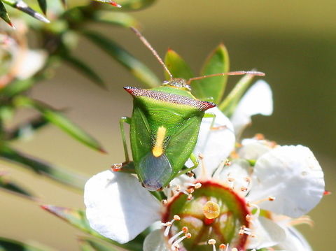 Cuspicona  stenuella A small bright spined  true bug associated with tea tree.  
http://www.bowerbird.org.au/observations/43215  Australia,Cuspicona,Cuspicona  stenuella,Cuspicona stenuella,Geotagged,Spring