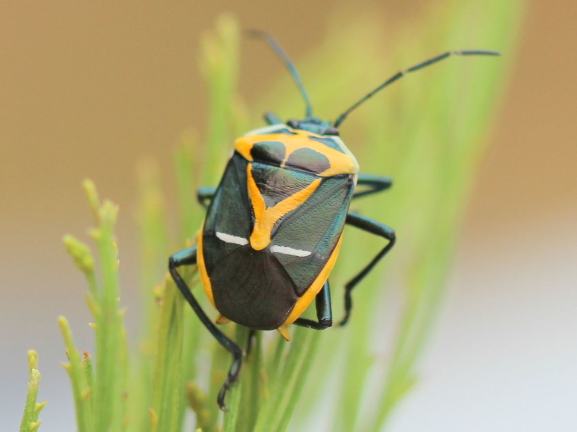 Commuis elegans Associated with cherry ballart <br />
Exocarpos cupressiformis  Australia,Commius elegans,Geotagged,Summer