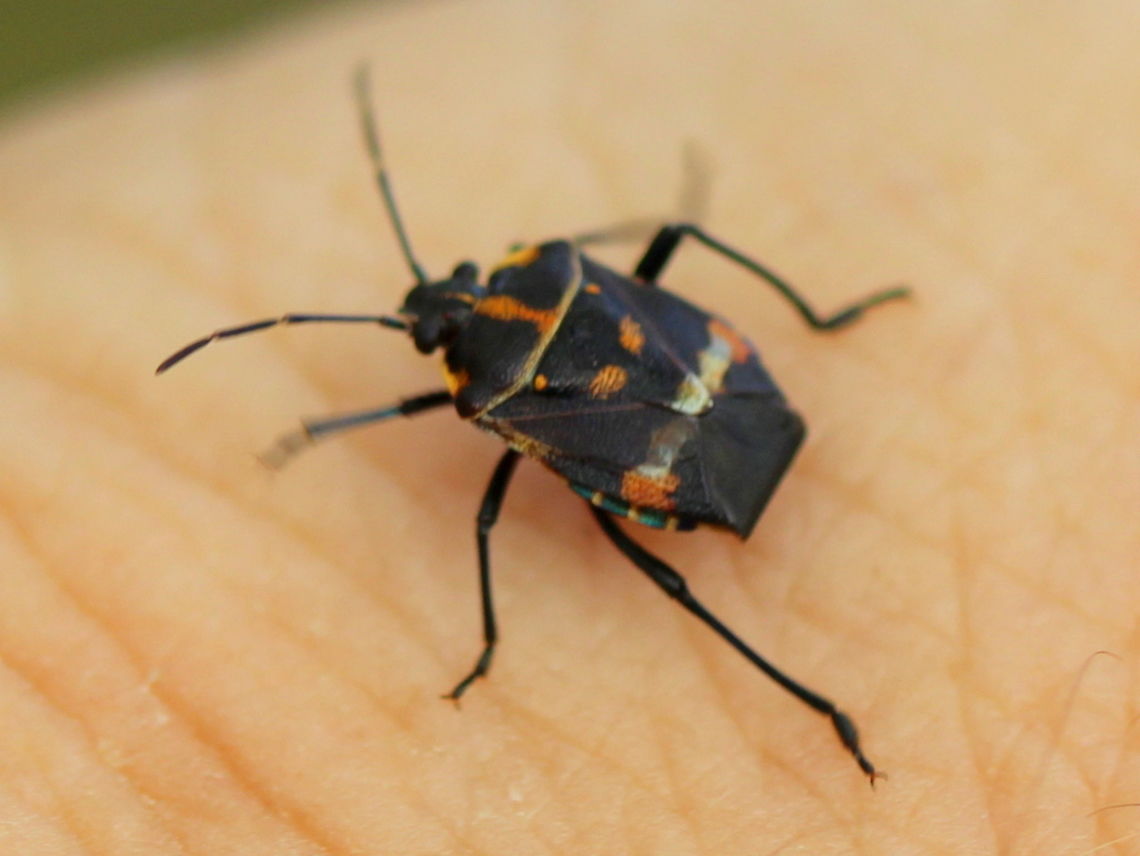 Aplerotus maculatus  Aplerotus maculatus,Australia,Geotagged,Summer