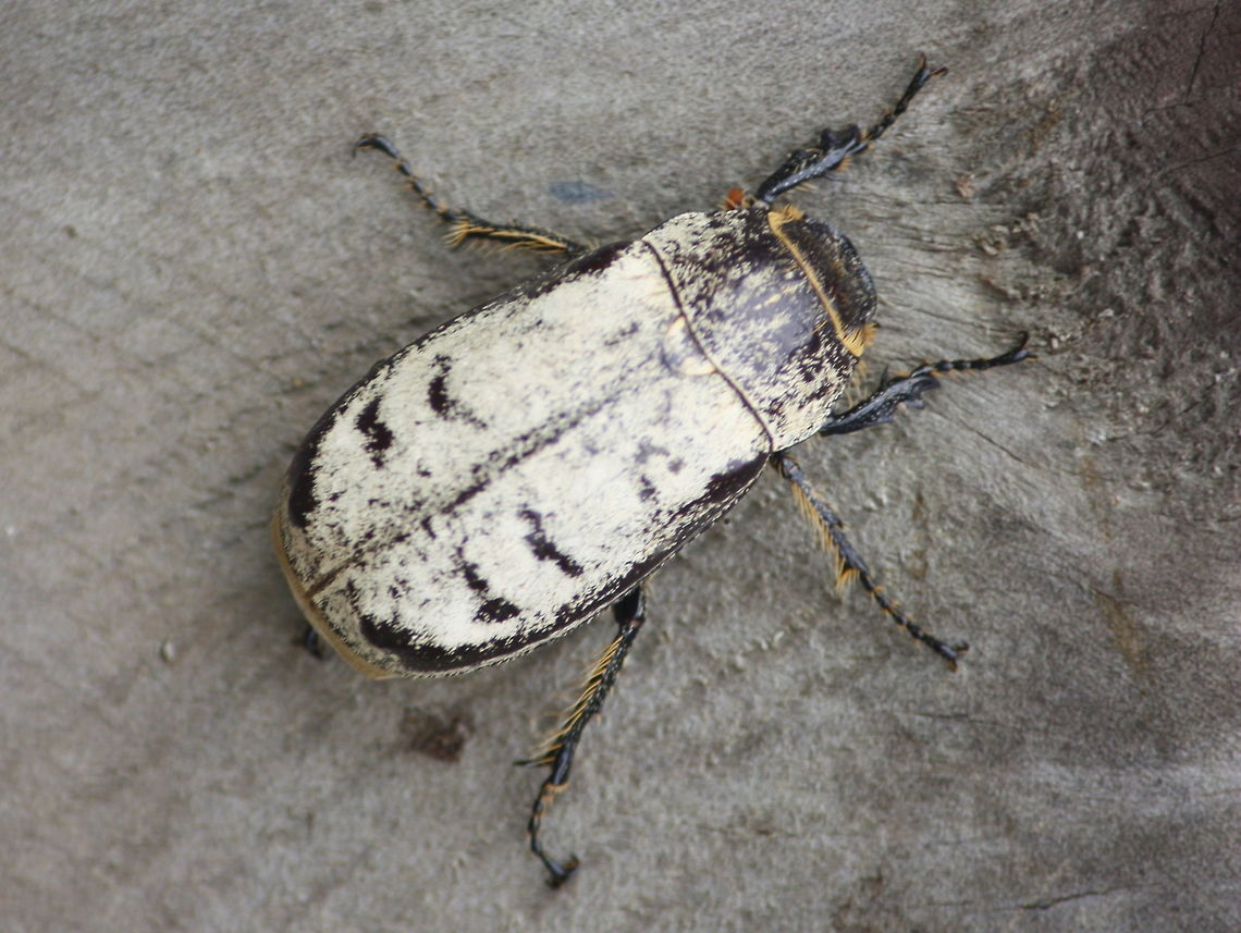 Dermolepida albohirtum This white backed scarab is a pest of sugar cane and one of the target beetles for the introduced and problematic cane toad.  Australia,Cane beetle,Dermolepida albohirtum,Geotagged,Spring