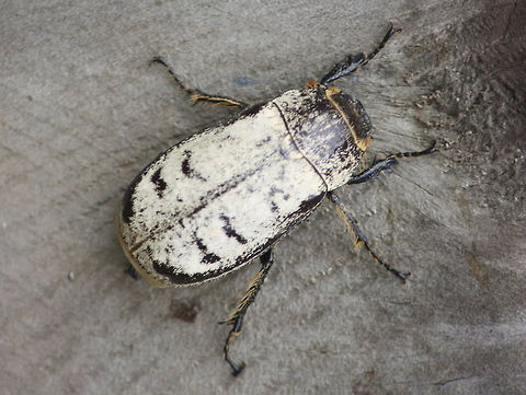 Dermolepida albohirtum This white backed scarab is a pest of sugar cane and one of the target beetles for the introduced and problematic cane toad.  Australia,Cane beetle,Dermolepida albohirtum,Geotagged,Spring