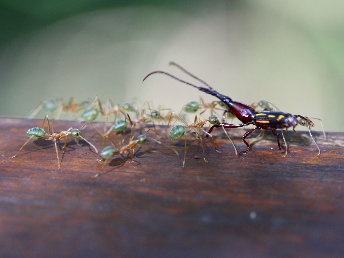 Ectocemus decemmaculatus, Weevil attacked by ants This long nosed weevil is under attack by the green weaver ants.   Australia,Ectocemus decemmaculatus,Geotagged,Spring