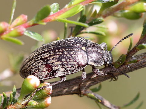 Darkling beetle Tenebrionidae.  Common.  Arboreal.  Australia,Geotagged,Lepispilus rotundicollis,Spring