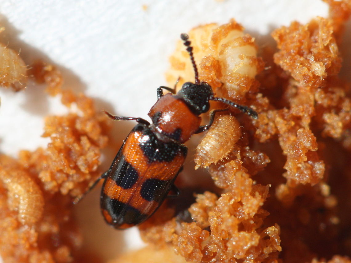 Thallis compta and larvae The pleasing fungus beetle was found in a ghost fungus.<br />
The beetle is immune to the highly toxic fungus.<br />
<figure class="photo"><a href="https://www.jungledragon.com/image/39017/omphalotus_nidiformis_ghost_fungus_.html" title="Omphalotus nidiformis ( Ghost Fungus )"><img src="https://s3.amazonaws.com/media.jungledragon.com/images/2776/39017_thumb.JPG?AWSAccessKeyId=05GMT0V3GWVNE7GGM1R2&Expires=1759968010&Signature=w3B8tq0T7IgQh%2FgS7KHOsLfDSPU%3D" width="200" height="134" alt="Omphalotus nidiformis ( Ghost Fungus ) A highly toxic fungus from southern Australia with an eeries reputation of glowing in the dark.  Australia,Geotagged,Omphalotus nidiformis,Winter" /></a></figure>  Australia,Geotagged,Spring,Thallis compta,ghost fungus