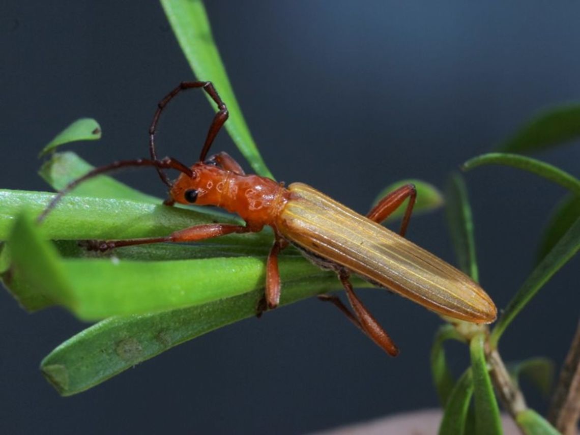 Syllitus_grammicus A flower longicorn with striae parallel elytra.   Australia,Geotagged,Syllitus grammicus