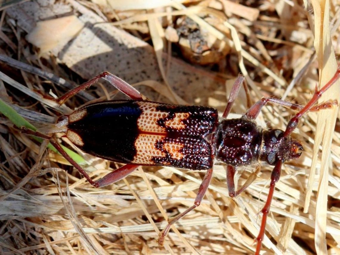 Phoracantha_semipunctatus A Eucalyptus borer.  Found under bark.   Australia,Geotagged,Phoracantha semipunctata,Phoracantha semipunctatus