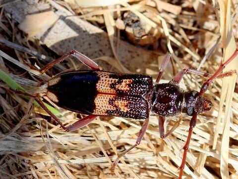 Phoracantha_semipunctatus A Eucalyptus borer.  Found under bark.   Australia,Geotagged,Phoracantha semipunctata,Phoracantha semipunctatus