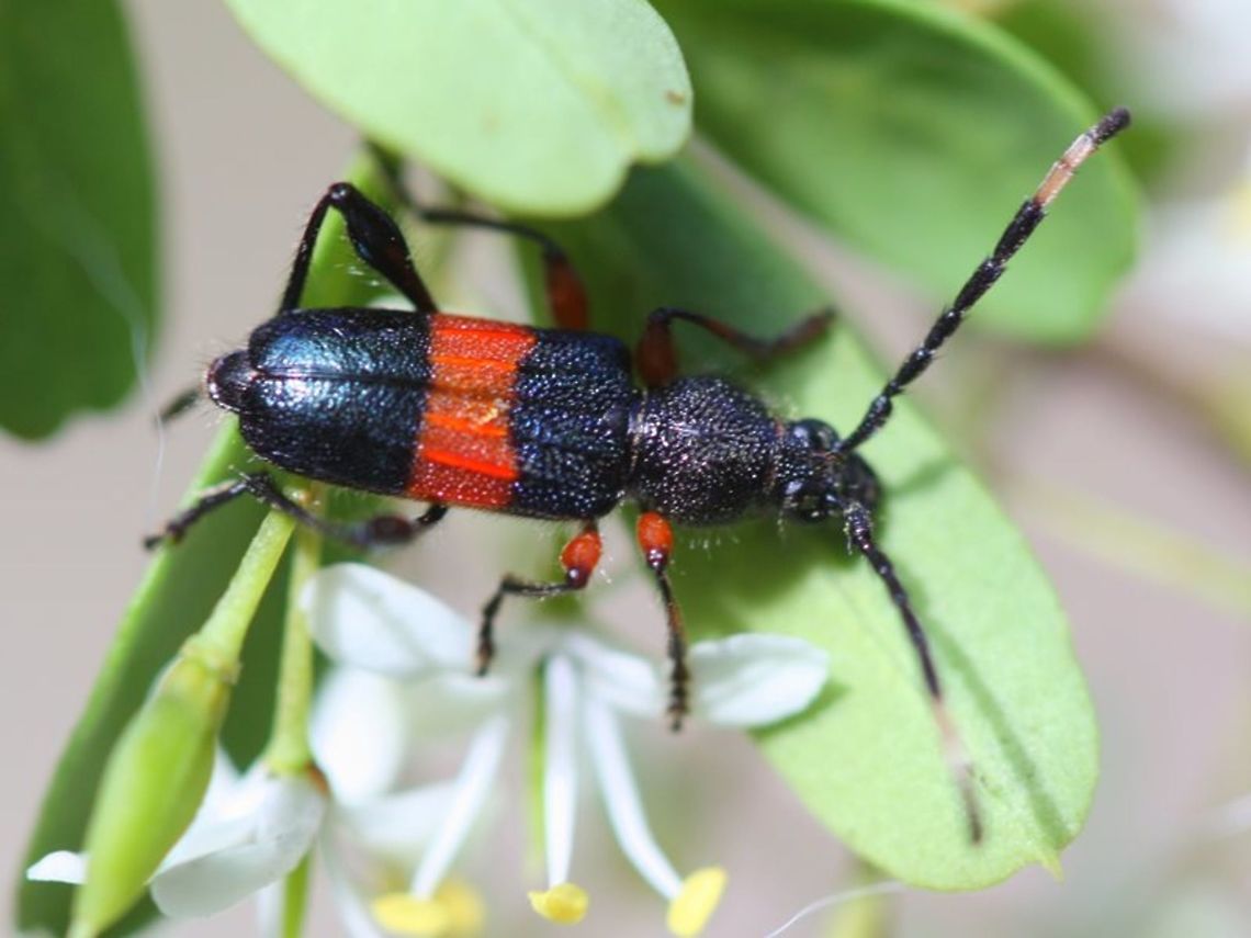 Obrida_fascialis A small red marked flower longicorn.  Common Australia,Geotagged,Obrida fascialis