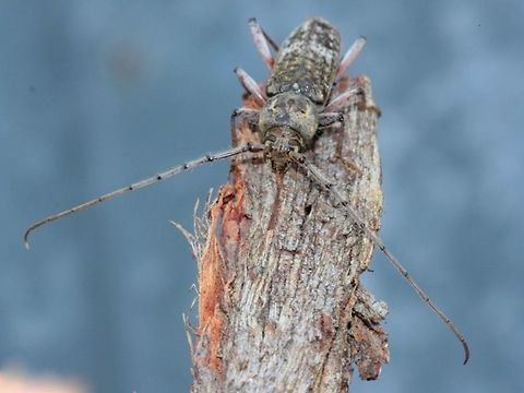 Phacodes_obscurum A robust grey longhorn beetle with yellow legs and white speckled elytra. Australia,Geotagged,Phacodes obscurum
