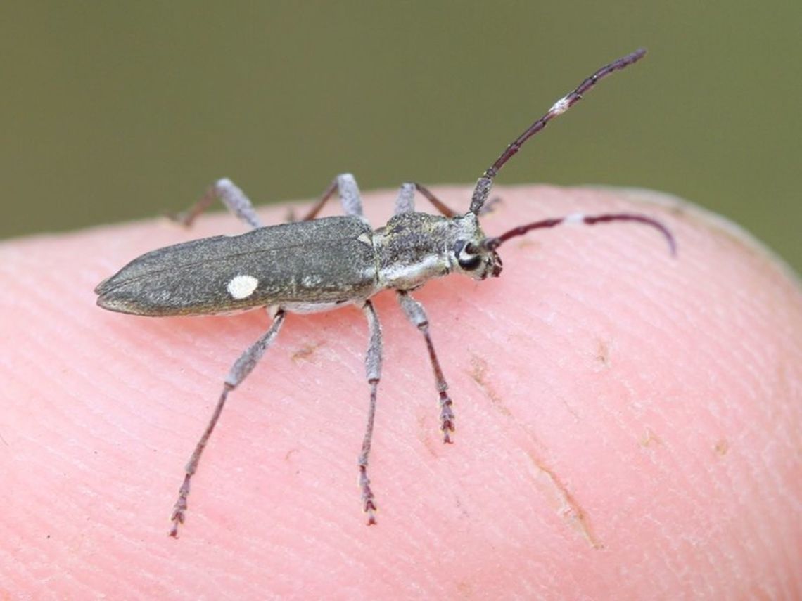 Pempsamacra_pygmaea A small grey longicorn with two white spots.  They are common on flowers of bursaria or callistemons in summertime. Australia,Geotagged,Pempsamacra pygmaea