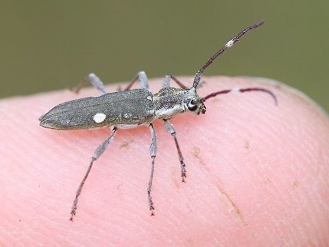 Pempsamacra_pygmaea A small grey longicorn with two white spots.  They are common on flowers of bursaria or callistemons in summertime. Australia,Geotagged,Pempsamacra pygmaea