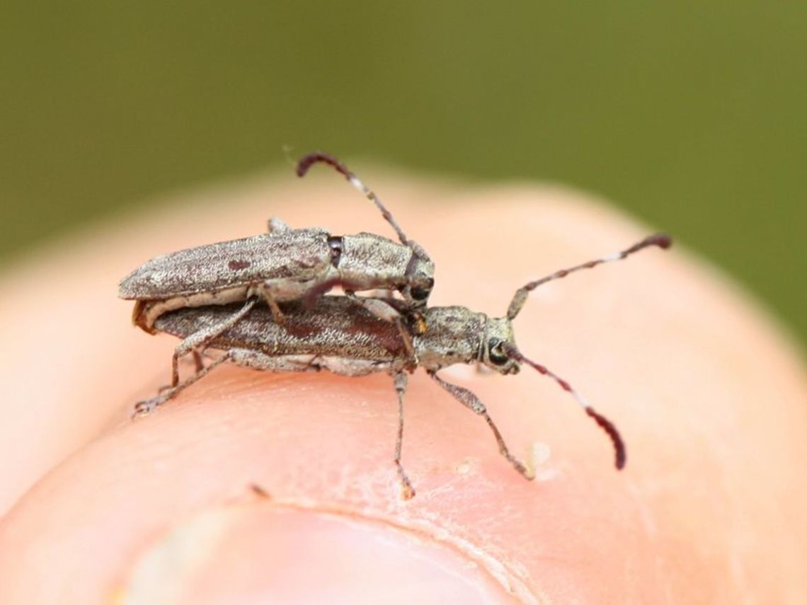 Pempsamacra_tillides A mating pair of small flower longicorns. Australia,Geotagged,Pempsamacra tillides