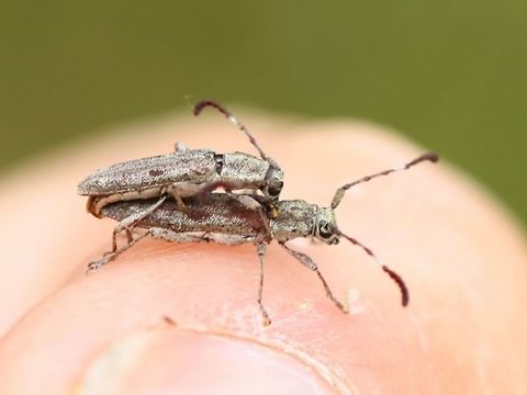 Pempsamacra_tillides A mating pair of small flower longicorns. Australia,Geotagged,Pempsamacra tillides