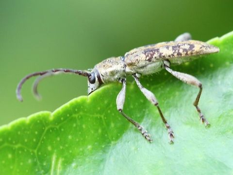 Pempsamacra_dispersa A small flower longicorn.   Australia,Geotagged,Pempsamacra dispersa