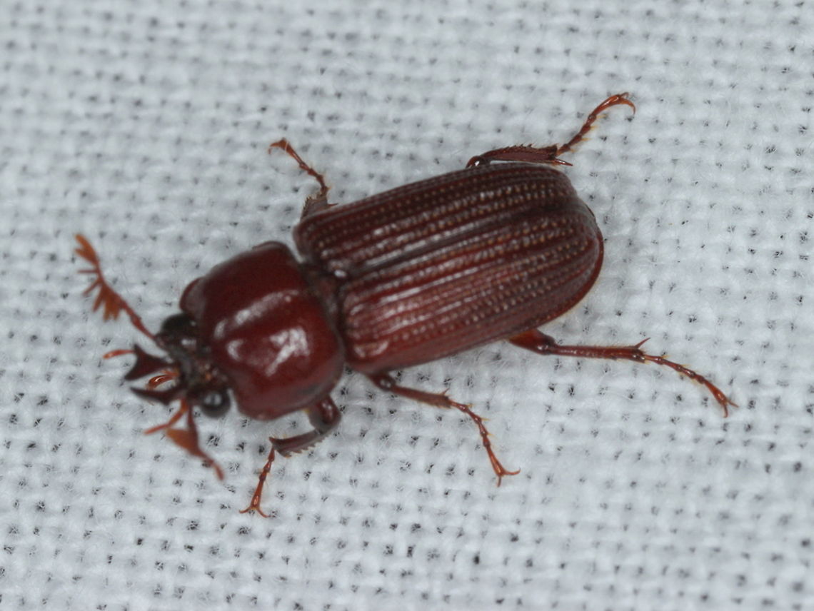 Syndesus cornutus A small lucanid attracted to light trap. Australia,Geotagged,Summer,Syndesus cornutus