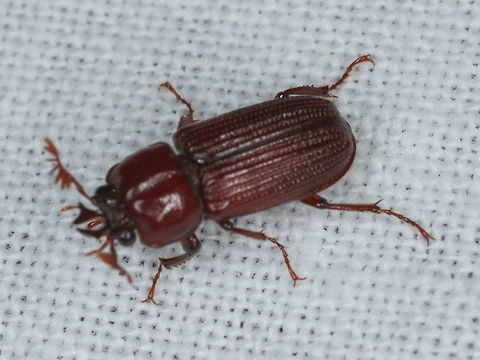 Syndesus cornutus A small lucanid attracted to light trap. Australia,Geotagged,Summer,Syndesus cornutus