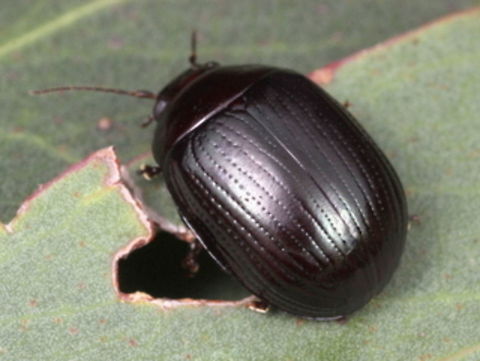 Paropsisterna irina This plain dark beetle is in fact with a slight green sheen, even after death.  Nocturnal, active larvae, hiding under bark, in both stages diurnally.  Moderately convex, elongate oval, striate, non foveate.  These beetles survive winter well and continue to breed.  Host tree is only in the stringybark group  of eucalyptus.      Australia,Geotagged,Paropsisterna,Paropsisterna irina,Winter