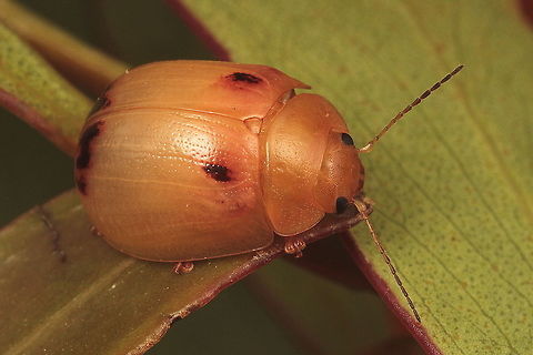 Paropsisterna atalanta A pale beetle associated with heathland and alpine, possibly snowgum defines it.  It is structurally similar to atalanta and shares the same habitat types.  It is much more scarce.  Possibly it is interstitialis but the original description is far to brief to be useful. Australia,Geotagged,Paropsisterna,Paropsisterna atalanta,Summer