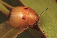 Paropsisterna atalanta A pale beetle associated with heathland and alpine, possibly snowgum defines it.  It is structurally similar to atalanta and shares the same habitat types.  It is much more scarce.  Possibly it is interstitialis but the original description is far to brief to be useful. Australia,Geotagged,Paropsisterna,Paropsisterna atalanta,Summer