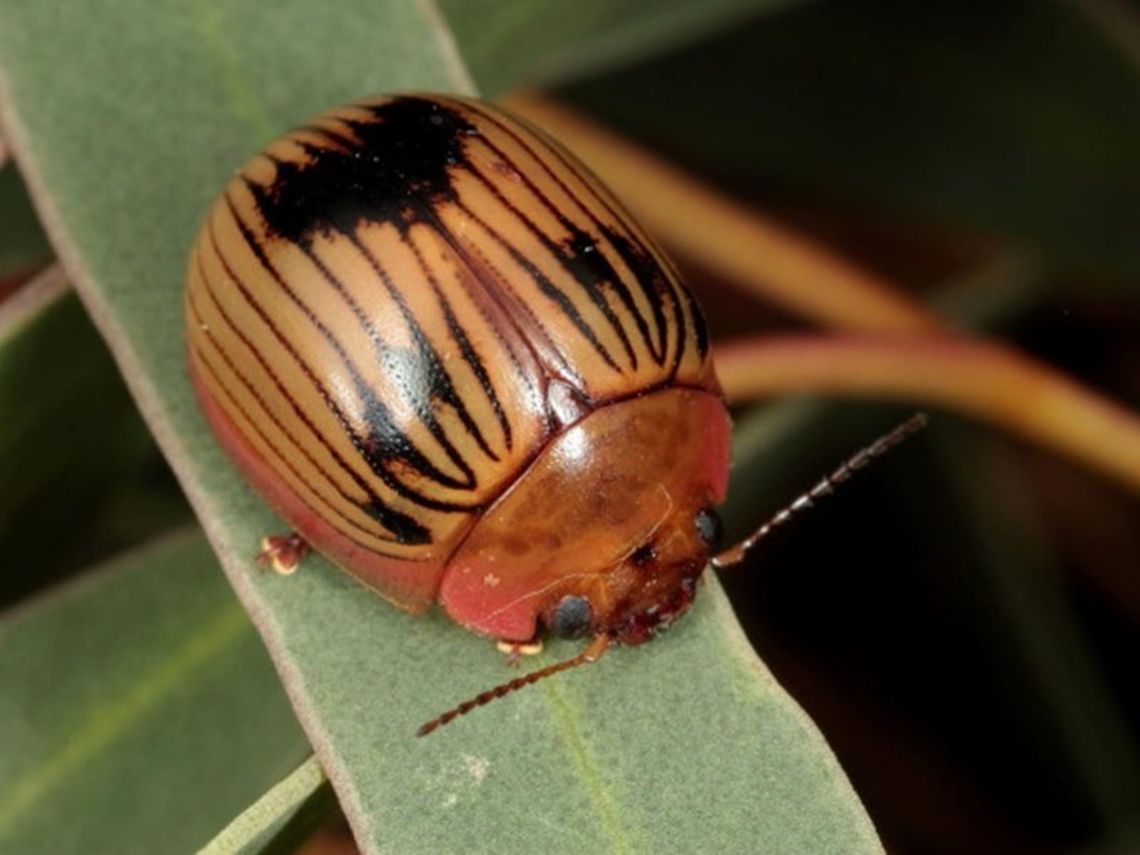Paropsisterna variabilis This is another typical Paropsisterna with non striate punctures in ten symmetrical series.  The interstices are patterned with short black patches usually aligned to produce transverse bands.   This beetle is reasonably widespread across Adelaide, arid and may even occur from Perth to Sydney.  I have not seen it in green and wet  Victoria yet, but watch this space.   Australia,Geotagged,Paropsisterna,Paropsisterna variabilis
