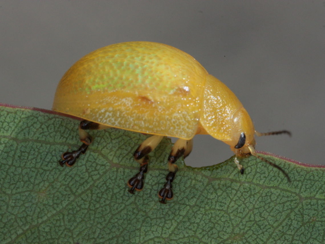 Paropsisterna pictipes eating. A sometimes common but anomalous paropsine, with confused rather than striate puncturations.<br />
It comes in two forms, usually pale green with pale red edges but sometimes yellow, which, I suppose is the pale form.     Australia,Geotagged,Paropsisterna,Paropsisterna pictipes,Summer