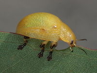 Paropsisterna pictipes eating. A sometimes common but anomalous paropsine, with confused rather than striate puncturations.<br />
It comes in two forms, usually pale green with pale red edges but sometimes yellow, which, I suppose is the pale form.     Australia,Geotagged,Paropsisterna,Paropsisterna pictipes,Summer