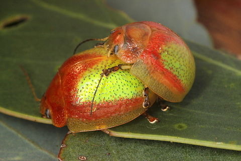 Paropsisterna pictipes This friendly pair display the usual color pattern of this species.
Below is the pale form, entirely yellow.  
https://www.jungledragon.com/image/40291/paropsisterna_pictipes.html  Australia,Geotagged,Paropsisterna,Paropsisterna pictipes,Winter