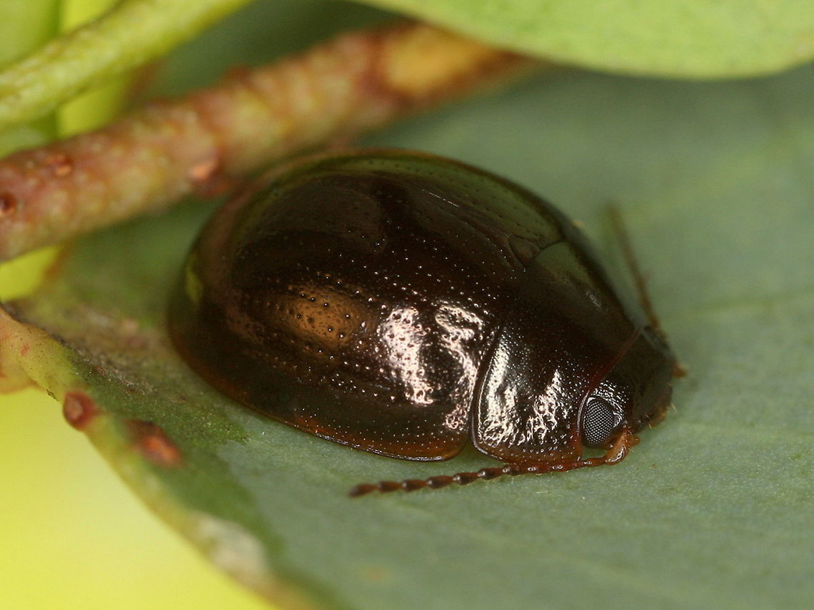 Paropsisterna rufipes This small species is diurnal and regularly turns up throughout wet bush habitats in Victoria.  <br />
Elytral punctures are in ten symmetrical series but not striate.   The pronotum bears slight fovea.   <br />
The pink lateral perimeter extends the color to the underside and feet. When confirming the identification of beetles, it is wonderful to find confirmation in etymology.  (rufi + pes = red + feet)  Australia,Geotagged,Paropsisterna,Paropsisterna rufipes,Spring