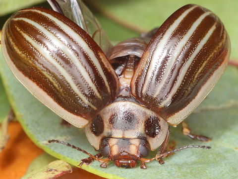 Paropsisterna sp#112 This alternately striped beetle is undescribed with museum specimen in the 'unsorted' category.  Actually there is only one, and I have seen it only once more so it might be rare.  Who knows?  The head has an unusual structure with a unique second ridge joining the eyes.  The elytral punctures are zigzag.   It is closest to Paropsisterna intacta.   Australia,Geotagged,Paropsisterna,Summer