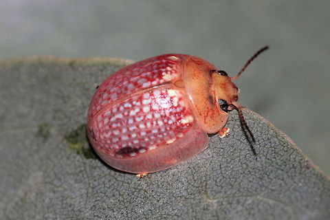 Paropsisterna sp#32 This diminutive beetle is always pale and has distinctively plain pronotum when compared to its allies such as variicollis, decolorata and agricola.
This beetle is in the centre of a difficult set of species complexes.  Although I have a list of possible names, it is almost impossible to determine which name was allocated originally to this species.  It shall remain uncertain until I gain more field data and experience to sort out this tricky section.       Australia,Fall,Geotagged,Paropsisterna