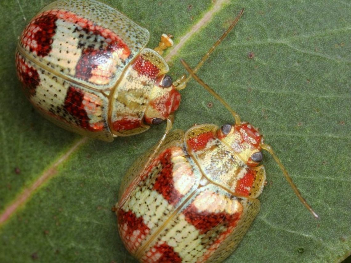 Paropsisterna sp#38 Known form Tasmania and called Ch11 by deLittle.<br />
Widespread and variable throughout Victoria and NSW.   This may even contain more than one species in its variations.  Closely allied to laesa (sp36 and 37) but with attractive apical and basal transverse saddles.<br />
It is bizarre that Blackburn has not described this insect.  <br />
This distinctive and residual pattern should allow for firm identification but museum specimens are absent in Melbourne and I will visit the macleay collection with Blackburn's beetles in Adelaide next year.    Australia,Geotagged,Paropsisterna