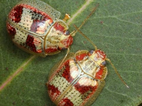 Paropsisterna sp#38 Known form Tasmania and called Ch11 by deLittle.
Widespread and variable throughout Victoria and NSW.   This may even contain more than one species in its variations.  Closely allied to laesa (sp36 and 37) but with attractive apical and basal transverse saddles.
It is bizarre that Blackburn has not described this insect.  
This distinctive and residual pattern should allow for firm identification but museum specimens are absent in Melbourne and I will visit the macleay collection with Blackburn's beetles in Adelaide next year.    Australia,Geotagged,Paropsisterna