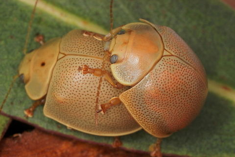 Paropsisterna crocata A large member of the paropsisterna genus with elytral puncturations randomly placed.  Very convex, usually scarce, NSW, Victoria and Tasmania.    Crocus flower is the source of saffron spice.   Australia,Geotagged,Paropsisterna,Paropsisterna crocata,Saffron eucalyptus leaf beetle,Winter