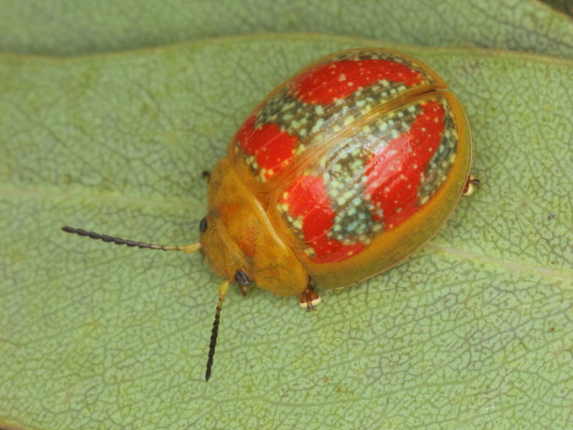 Paropsisterna sp#24 A medium leaf beetle common in Brisbane.  It is allied to Paropsisterna fastidiosa and part of a species complex.  Australia,Fall,Geotagged,Paropsisterna