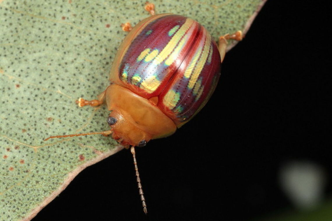 Paropsisterna sp#20 A small leaf beetle from NSW, seen twice.  Pronotum is clean and smooth, elytral series are symmetrical.  Allied to Paropsisterna hectica.   Australia,Geotagged,Paropsisterna,Spring