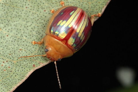 Paropsisterna sp#20 A small leaf beetle from NSW, seen twice.  Pronotum is clean and smooth, elytral series are symmetrical.  Allied to Paropsisterna hectica.   Australia,Geotagged,Paropsisterna,Spring