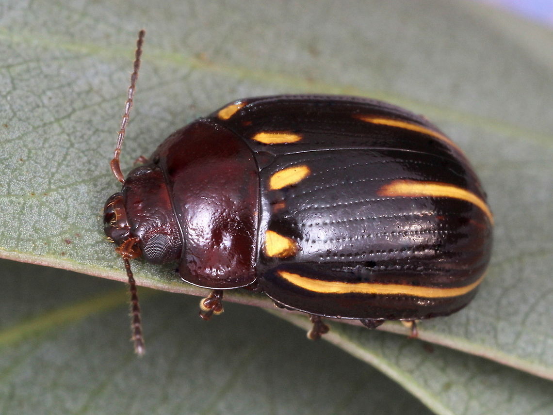 Paropsisterna lineata This beetle has few yellow lateral stripes.  It is usually found under bark of stringybark gumtrees even in winter.   They have short antennae and weak fovea.  The pronotum is usually black but sometimes brown.  Paropsisterna,Paropsisterna lineata