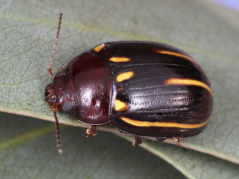 Paropsisterna lineata This beetle has few yellow lateral stripes.  It is usually found under bark of stringybark gumtrees even in winter.   They have short antennae and weak fovea.  The pronotum is usually black but sometimes brown.  Paropsisterna,Paropsisterna lineata
