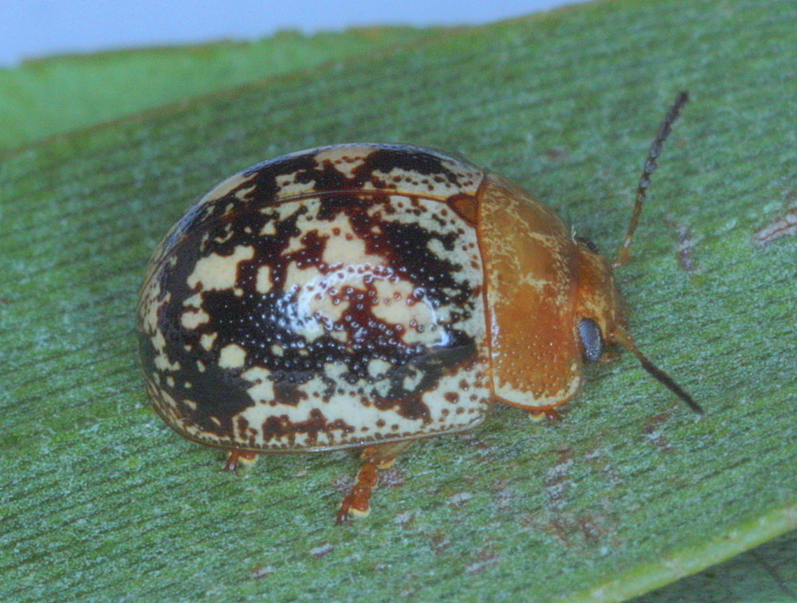 Paropsisterna tigrina A small paropsine found in Queensland and feeding on paperbark. <br />
It looks like P. semifumata which is another anomalous species with a divergent food plant.   Australia,Geotagged,Paropsisterna,Paropsisterna tigrina,Summer