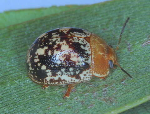 Paropsisterna tigrina A small paropsine found in Queensland and feeding on paperbark. 
It looks like P. semifumata which is another anomalous species with a divergent food plant.   Australia,Geotagged,Paropsisterna,Paropsisterna tigrina,Summer
