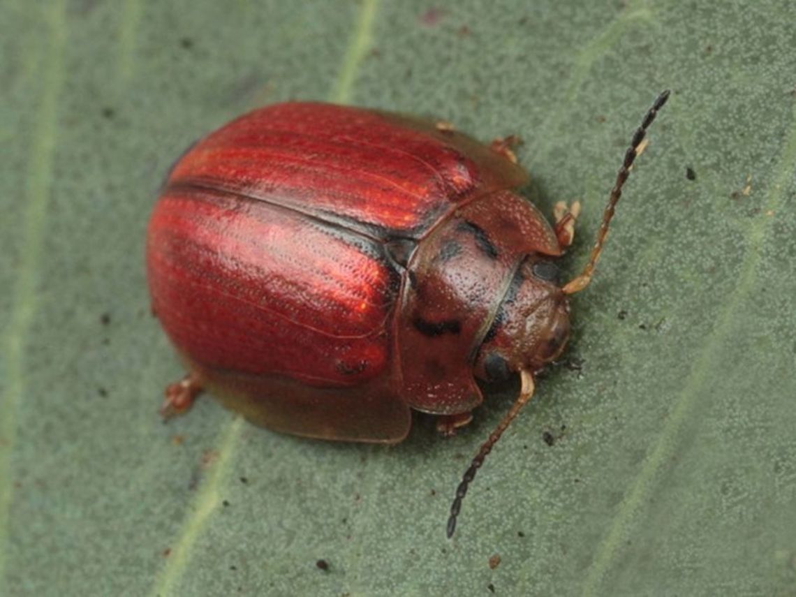 Paropsisterna bimaculata This yellow beetle is one of the more commercially destructive species on Eucalyptus, particularly recently as trees are used for plantation timbers and Eucalyptus is the most commonly planted hardwood species on earth. <br />
In winter, the pattern becomes red. Australia,Geotagged,Paropsisterna bimaculata,paropsisterna