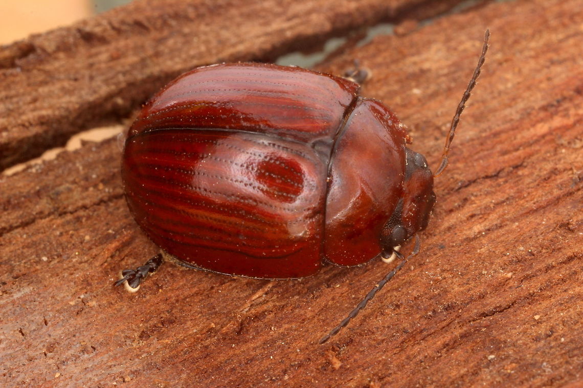 Paropsisterna sp# This beetle was found under bark together with P, nigerrima alternata.  <br />
It matches the description of Paropsisterna mentitrix (Blackburn) described only from Parth.<br />
This is not likely to be the same for a rare species over such distances.  Structurally it is like nigerrima but it is not known to occur in brown.   Australia,Geotagged,Paropsisterna,Paropsisterna nigerrima,Spring