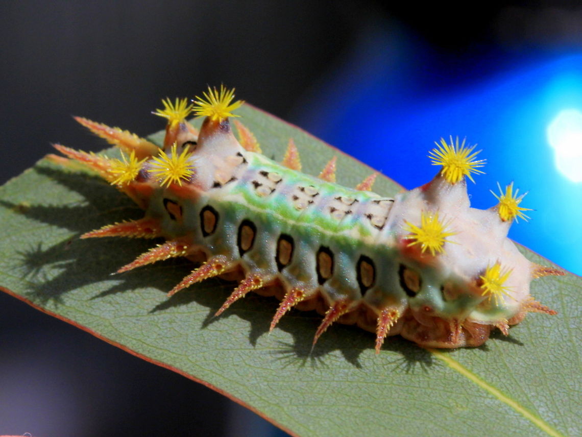Doratifera oxleyi Painted cupmoth Mottled cupmoth, doratifera vulnerans;<br />
<figure class="photo"><a href="https://www.jungledragon.com/image/37806/mottled_cupmoth_doratifera_vulnerans.html" title="Mottled cupmoth (Doratifera vulnerans)"><img src="https://s3.amazonaws.com/media.jungledragon.com/images/2776/37806_thumb.JPG?AWSAccessKeyId=05GMT0V3GWVNE7GGM1R2&Expires=1759968010&Signature=kPkYp67vPHUEx1ONALTGazgRrmg%3D" width="200" height="152" alt="Mottled cupmoth (Doratifera vulnerans) This bizarre &#039;slug&#039; caterpillar bears eight weapons which are bundles of spines normally folded away but everted when the insect is startled.  They produce mild irritation to humans when touched.    Australia,Doratifera,Doratifera vulnerans,Geotagged,Mottled Cup Moth,Summer" /></a></figure><br />
Black slug cupmoth, Doratifera casta;<br />
<figure class="photo"><a href="https://www.jungledragon.com/image/14964/caterpillar.html" title="Caterpillar"><img src="https://s3.amazonaws.com/media.jungledragon.com/images/1251/14964_thumb.jpg?AWSAccessKeyId=05GMT0V3GWVNE7GGM1R2&Expires=1759968010&Signature=BaxOJXwHhPisD7ccv2qf%2Fn4DCRk%3D" width="200" height="144" alt="Caterpillar  Doratifera,Doratifera casta" /></a></figure><br />
Four spotted cupmoth, Doratifer quadriguttata;<br />
<figure class="photo"><a href="https://www.jungledragon.com/image/40493/four_spotted_cupmoth_doratifera_quadriguttata.html" title="Four spotted cupmoth (Doratifera quadriguttata)"><img src="https://s3.amazonaws.com/media.jungledragon.com/images/2776/40493_thumb.JPG?AWSAccessKeyId=05GMT0V3GWVNE7GGM1R2&Expires=1759968010&Signature=mT8C0SiDFhNKwGmpz2VItb5wRe4%3D" width="200" height="152" alt="Four spotted cupmoth (Doratifera quadriguttata) This slug caterpillar of the four spotter cupmoth has four clusters of eversible spines still tucked away in pockets along the front dorsal region.   Australia,Doratifera,Doratifera quadriguttata,Four-Spotted Cup Moth,Geotagged,Summer" /></a></figure><br />
<br />
 Australia,Doratifera,Doratifera oxleyi,Geotagged,Spring