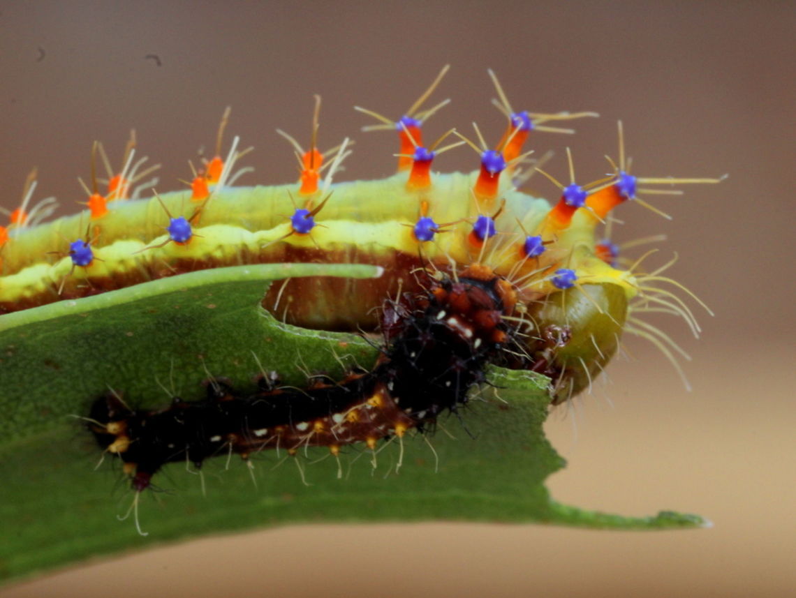 Emperor gum moth with advanced and young instar. The emperor gum moth with its large green larvae with purple tipped tubercles festooned with stinging thorns has become rather scarce, probably due to predation by european wasps.  Other species in saturniidae have similar giant green larvae;<br />
<br />
Yellow emperor<br />
<figure class="photo"><a href="https://www.jungledragon.com/image/38164/syntherata_janetta.html" title="syntherata janetta"><img src="https://s3.amazonaws.com/media.jungledragon.com/images/2776/38164_thumb.JPG?AWSAccessKeyId=05GMT0V3GWVNE7GGM1R2&Expires=1759968010&Signature=8aDJuhbzOzw%2Fdj%2F7u%2FACpDz6iic%3D" width="200" height="152" alt="syntherata janetta A large yellow saturnid moth allied to the popular emperor gum moth. Australia,Fall,Geotagged,Syntherata janetta" /></a></figure> <br />
Helena gum moth<br />
<figure class="photo"><a href="https://www.jungledragon.com/image/40531/helena_gum_moth_opodiphthera_helena.html" title="Helena gum moth (Opodiphthera helena)"><img src="https://s3.amazonaws.com/media.jungledragon.com/images/2776/40531_thumb.JPG?AWSAccessKeyId=05GMT0V3GWVNE7GGM1R2&Expires=1759968010&Signature=r1US3ygXSB2g6jqmMRtDlJBwYeE%3D" width="200" height="150" alt="Helena gum moth (Opodiphthera helena) This emperor moth is a big sister to the emperor gum moth and similar to the popular American polyphemus moth.<br />
The larvae are distinct with more numerous and finer tubercles and the adult is slightly more bright and large.  <br />
https://www.jungledragon.com/image/33287/helena_gum_moth_opodiphthera_helena.html<br />
Polyphemus moth (USA);<br />
https://www.jungledragon.com/image/19784/polyphemus_moth.html  Australia,Geotagged,Opodiphthera helena,Summer" /></a></figure> <br />
 Australia,Emperor gum moth,Geotagged,Opodiphthera eucalypti,Spring