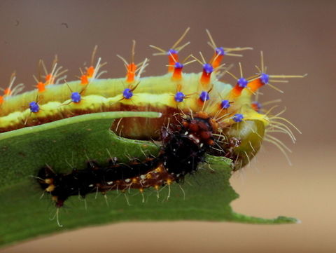 Emperor gum moth with advanced and young instar. The emperor gum moth with its large green larvae with purple tipped tubercles festooned with stinging thorns has become rather scarce, probably due to predation by european wasps.  Other species in saturniidae have similar giant green larvae;

Yellow emperor
https://www.jungledragon.com/image/38164/syntherata_janetta.html 
Helena gum moth
https://www.jungledragon.com/image/40531/helena_gum_moth_opodiphthera_helena.html 
 Australia,Emperor gum moth,Geotagged,Opodiphthera eucalypti,Spring
