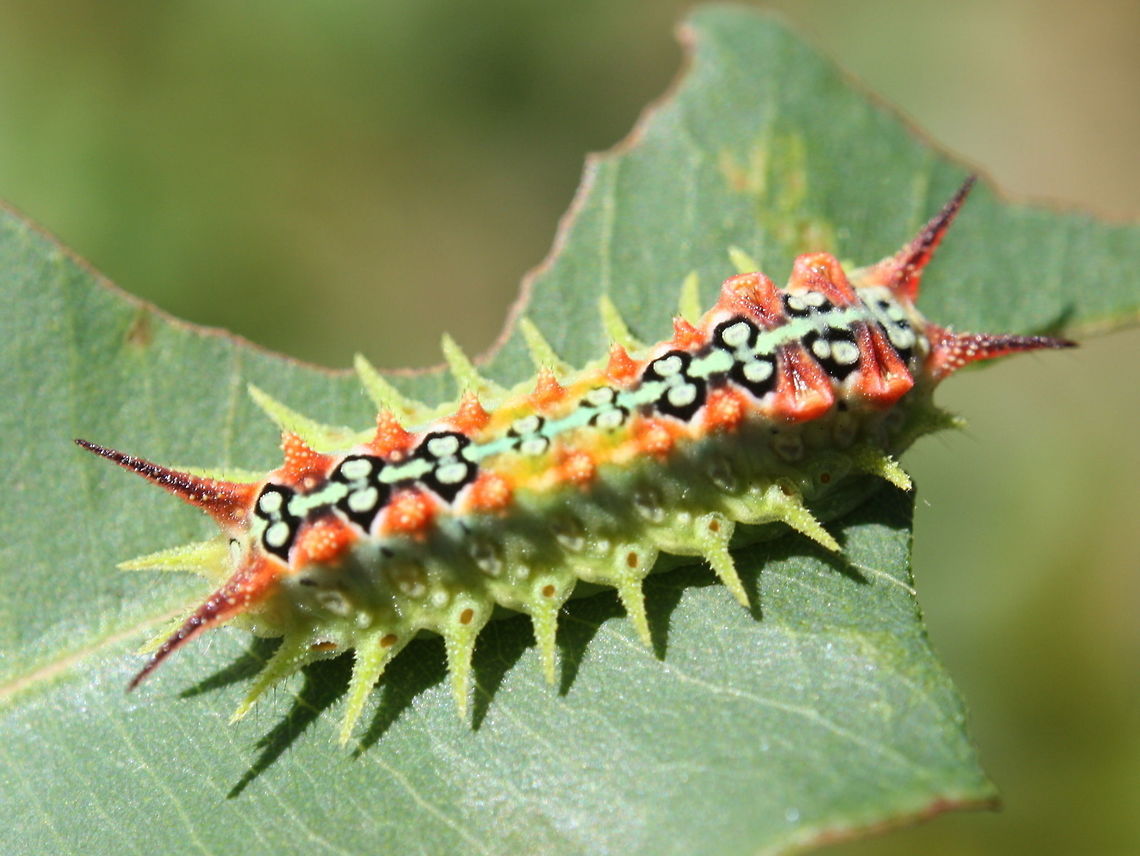 Four spotted cupmoth (Doratifera quadriguttata) This slug caterpillar of the four spotter cupmoth has four clusters of eversible spines still tucked away in pockets along the front dorsal region.   Australia,Doratifera,Doratifera quadriguttata,Four-Spotted Cup Moth,Geotagged,Summer