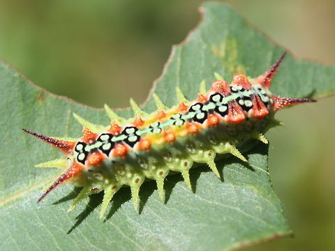 Four spotted cupmoth (Doratifera quadriguttata) This slug caterpillar of the four spotter cupmoth has four clusters of eversible spines still tucked away in pockets along the front dorsal region.   Australia,Doratifera,Doratifera quadriguttata,Four-Spotted Cup Moth,Geotagged,Summer